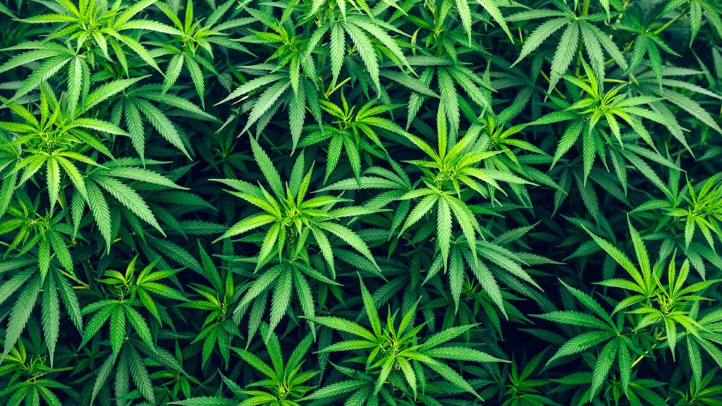 marijuana plants commercial grow