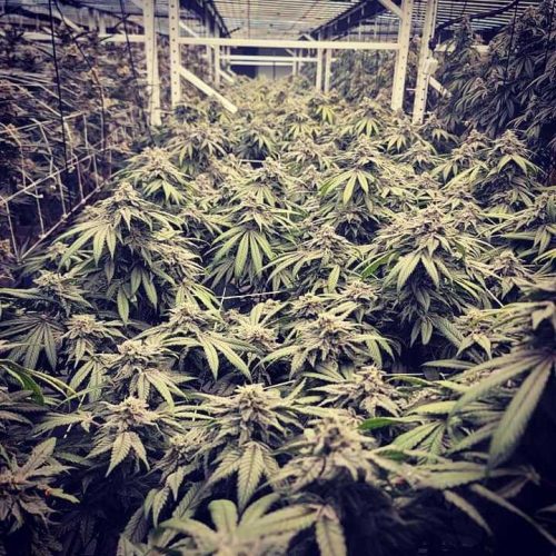 IMG_20210211_202622_220_720x720 growroom