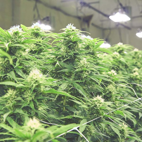 Indoor Cultivation Facility Design Indoor Cultivation Facility Design