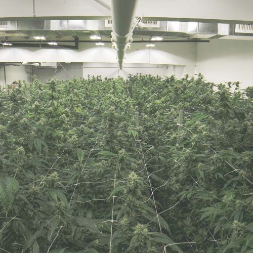 indoor-cannabis-cultivation